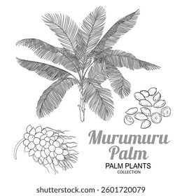 Murumuru Palm with Nuts Outline Illustration