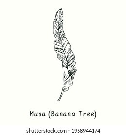 Musa (Banana tree) leaf front view. Ink black and white doodle drawing in woodcut style.