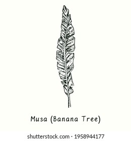 Musa (Banana tree) leaf front view. Ink black and white doodle drawing in woodcut style.