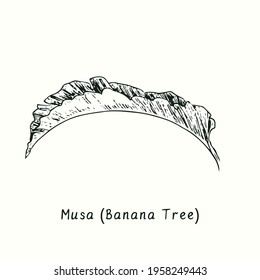 Musa (Bananenbaum) Seitenansicht. Schwarz-Weiß-Doodle-Zeichnung im Holzschnitt-Stil.