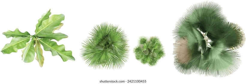Musa basjoo,Washingtonia filifera,Washingtonia filifera,Copernica baileyana trees top view for landscape plan and architecture layout