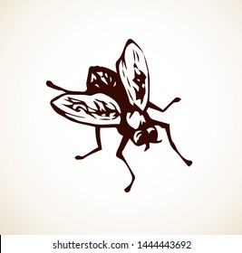 Musca domestica. Big hairy diptera warble hum horsefly on light sky backdrop. Linear dark ink hand drawn picture sketchy in art retro scribble style pen on paper. Close up view with space for text