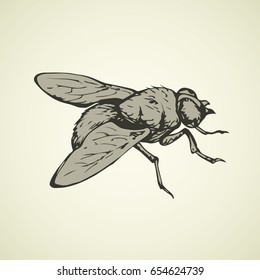 Musca domestica. Big hairy diptera warble hum horsefly on light sky backdrop. Linear dark ink hand drawn picture sketchy in art retro scribble style pen on paper. Close up view with space for text