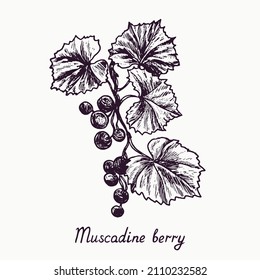 Muscadine berry branch with berries and leaves, outline simple doodle drawing with inscription, gravure style