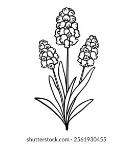 Muscari black line drawing sketch isolated on white. Hand drawn outline of single flower in doodle style. Vector clipart for spring flowers and springtime illustration, floral design and print.