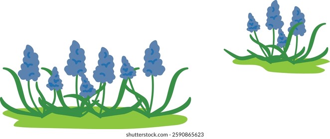 Muscari flower background illustration material