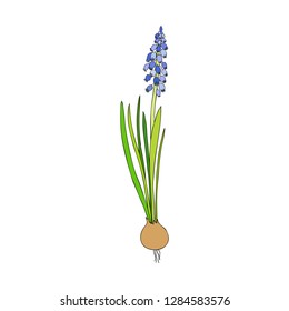 Muscari flower hand drawn colorful sketch isolated on white background, floral graphic hyacinth for floral package, medicine, florist shop, cosmetic design, wedding invitation, greeting card