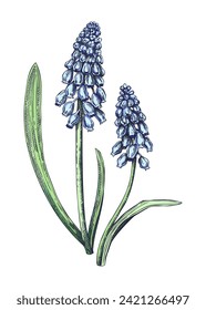 Muscari flower sketch in color. Hand-drawn grape hyacinth. Botanical vector illustration. Spring woodland plant floral drawing. NOT AI generated