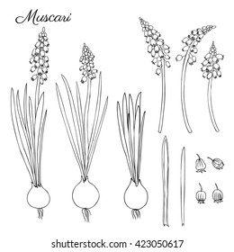 Muscari flowers hand drawn doodle sketch isolated on white, herbal vintage graphic engraving collection for package, medicine, florist shop, cosmetics design, invitations, cards, Black and white color