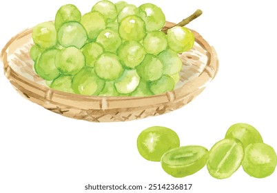 Muscat in a basket and rolled grains watercolor vector illustration drawing isolated