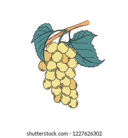 Muscat blanc grapevine vector illustration in vintage botanical illustration lineart style blue black grapes berries with leaf isolated on white