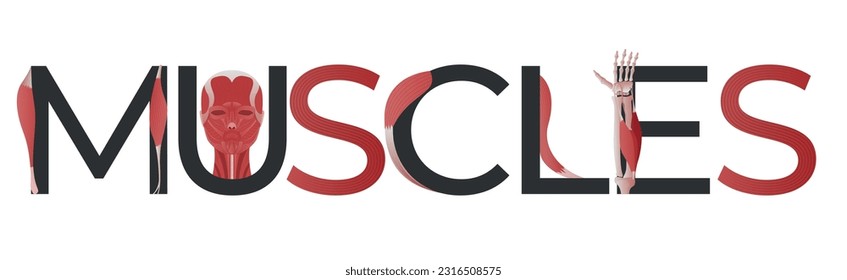 Muscle anatomy composition with blank background and flat text with pieces of human body with mussels vector illustration