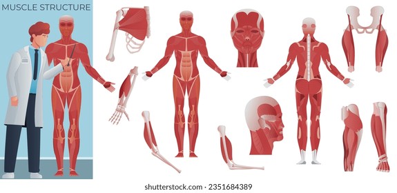 Muscle anatomy flat composition of doctor scientist with mussel body figure and set of isolated icons vector illustration