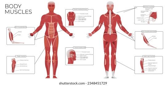 Muscle anatomy flat infographic composition with front and rear views of human body with text captions vector illustration