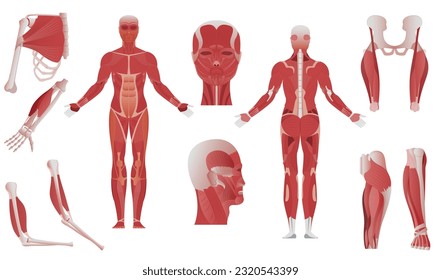 Muscle anatomy flat set of isolated body parts showing different mussels on bones on blank background vector illustration