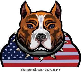 muscle athletic body of pitbull dog