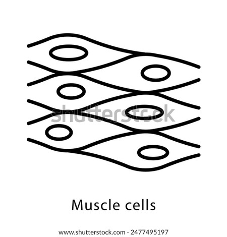 Muscle cells, line icon. Strength, anabolism, stretching, fiber, body, muscle symbol. Linear illustration, editable stroke, thin line.