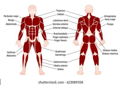 Muscle Names Images Stock Photos Vectors Shutterstock