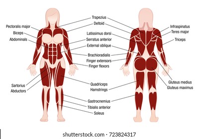 Muscle Names Hd Stock Images Shutterstock