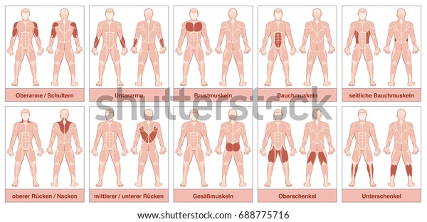 Muscle Chart German Names Male Body Stock Vector (Royalty Free) 688775716