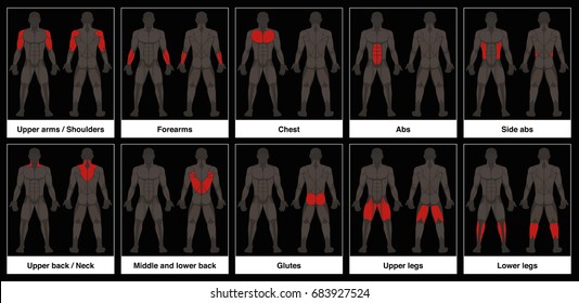Muscle chart - male body, frontal and back view with highlighted red muscle parts - isolated vector illustration on black background.
