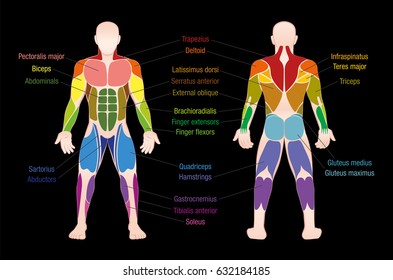 Muscle Names Images, Stock Photos & Vectors | Shutterstock