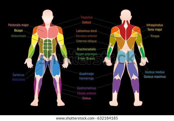 黒い背景に人間の体の最も重要な筋肉を持つ筋肉図 前と後の色のビュー のベクター画像素材 ロイヤリティフリー