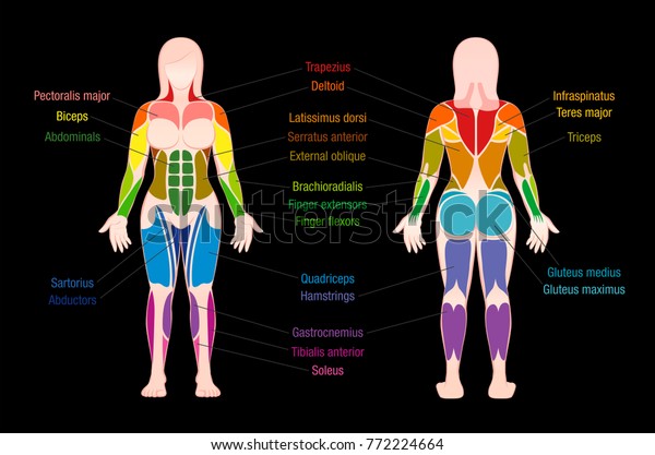 Diagram Of Female Lower Back Muscles The Muscular System Deep Layers Back Laminated Anatomy