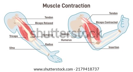 Muscle contraction mechanism. Muscles work principle scheme. Anatomical structure and physical movement process example with contracted and relaxed biceps. Flat vector illustration ストックフォト © 