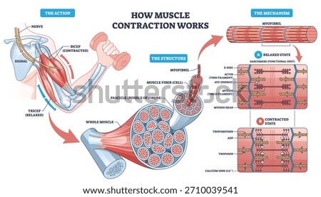 Muscle contraction mechanism shown through a bicep curl, nerve signal drives actin myosin sarcomere shortening, key objects, bicep, myofibril, sarcomere. Outline diagram