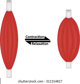 Muscle Contraction and Relaxation