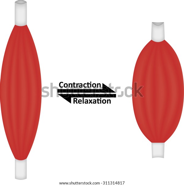 muscle-contraction-relaxation-stock-vector-royalty-free-311314817