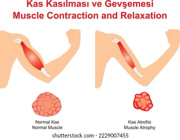 Muscle Contraction and Relaxation, education