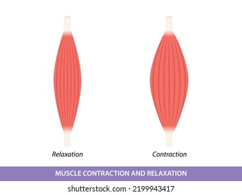 Contracción muscular e ilustración de relajación