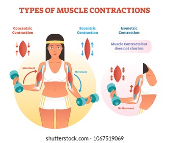 Muscle contractions scheme with arm cross section and fitness weight lifting exercise movement. Concentric, eccentric and isometric contraction types diagram.