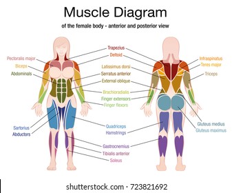 Muscle diagram of the female body with accurate description of the most important muscles - front and back view - isolated vector illustration on white background.