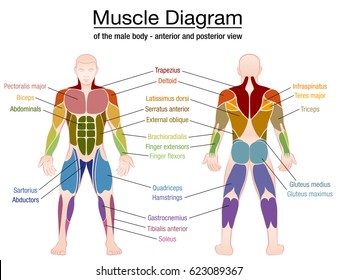 Simple Labeled Human Muscle Diagram