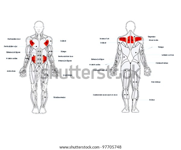 Muscle Diagrams Stock Vector (Royalty Free) 97705748