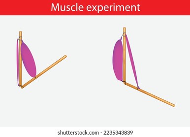 Muscle experiment, human anatomy, Musles, biceps, triceps