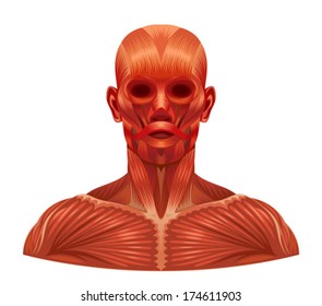 Muscle face