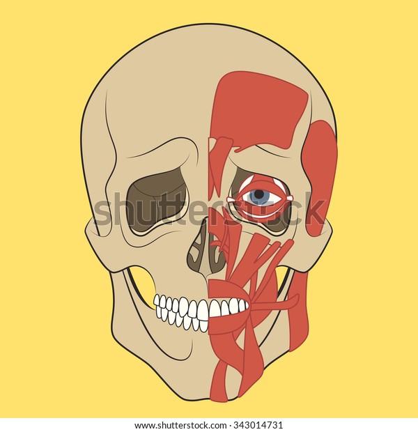 Muscle of faces. Vector illustration of\
human head anatomy. Medical\
illustration.