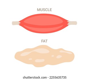 Muscle and fat, composition weight body mass. Fiber part body human and extra component. Comparison health activity and weight loss, diet. Vector illustration