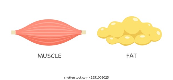 Músculo y grasa en diseño plano sobre fondo blanco. Concepto de pérdida de peso, dieta.