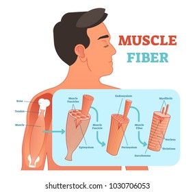 Muscle Fiber Anatomical Vector Illustration, Medical Education Information With Fascicle And Fiber. 