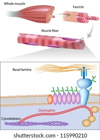 Muscle Fiber With Dystrophin Location