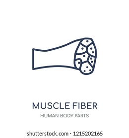 Muscle Fiber Icon. Muscle Fiber Linear Symbol Design From Human Body Parts Collection.