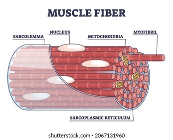 Muscle Fiber Structure And Inner Parts Anatomical Description Outline Diagram. Labeled Educational Medical Organ Scheme With Myofibril, Sarcolemma, Sarcoplasmic Reticulum Location Vector Illustration.