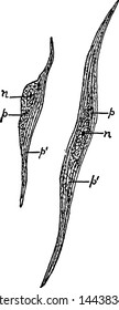 Muscle Fibres, vintage engraved illustration.