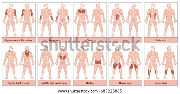 Muscle group chart - male body with the\
largest human muscles, divided into ten labeled cards with names\
and appropriate highlighted muscle groups - isolated vector\
illustration on white\
background.