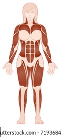 Muscle groups of a muscular female body with pecs, abs, deltoids, biceps, six pack, quads - front view - isolated vector illustration on white background.